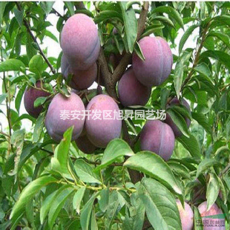 山東李子苗基地 
