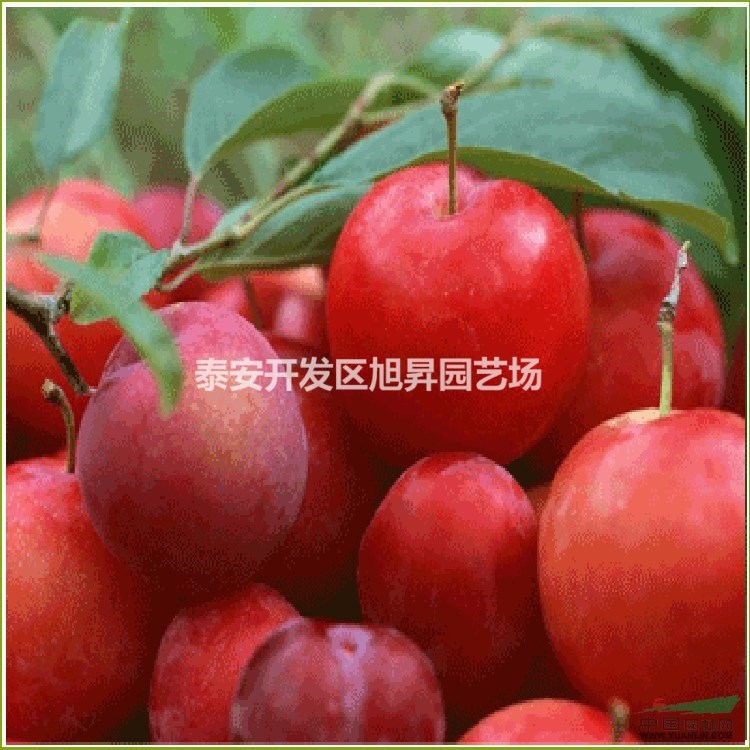 山東李子苗基地 