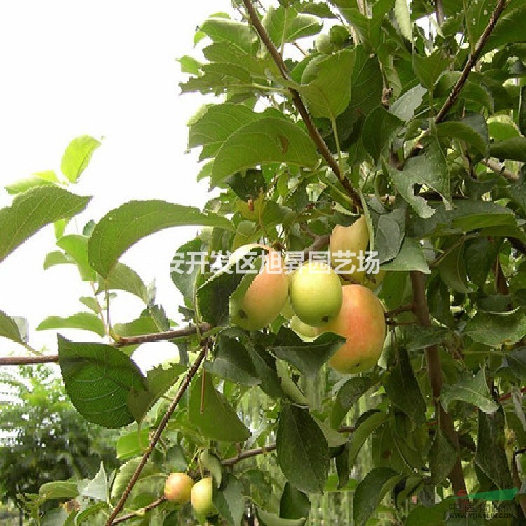蘋果苗栽植密度