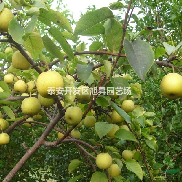 蘋果苗栽植密度