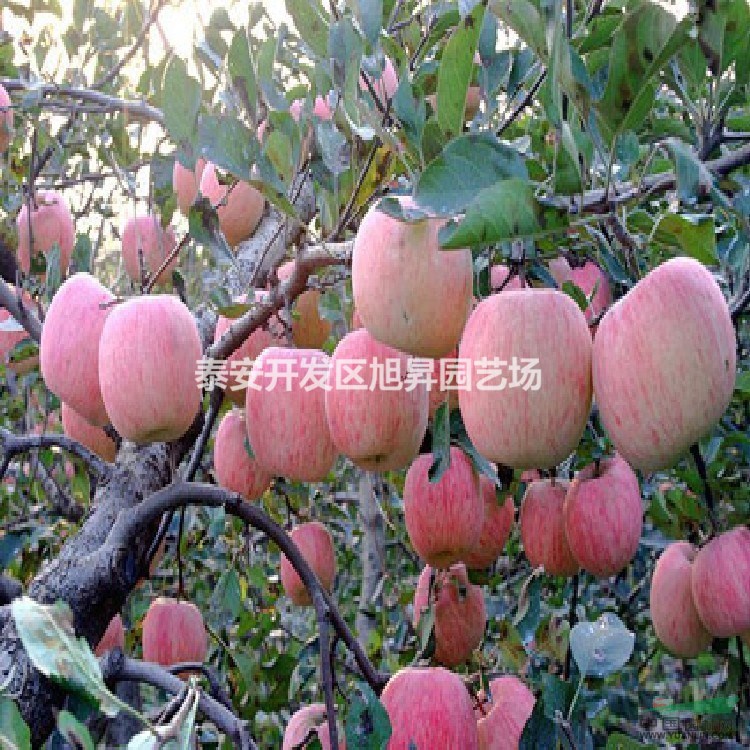蘋果苗地下肥水管理