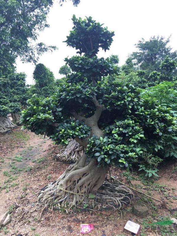 精品小葉榕