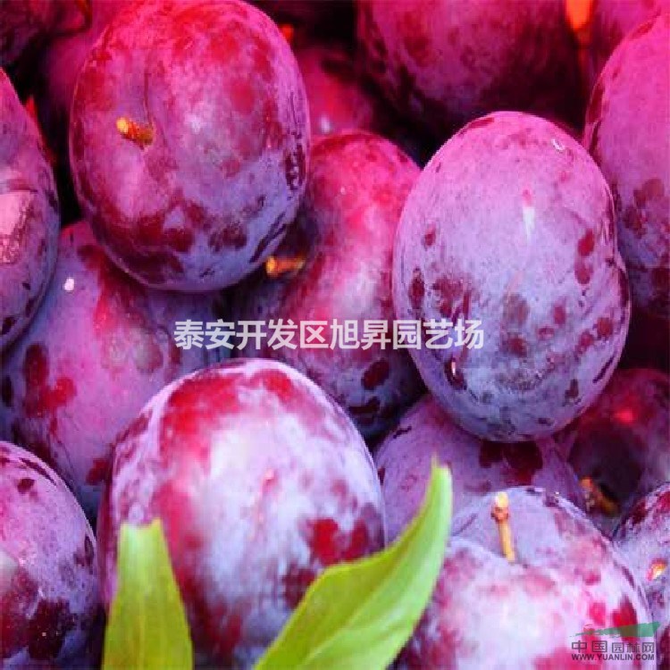 早美麗李子苗基地