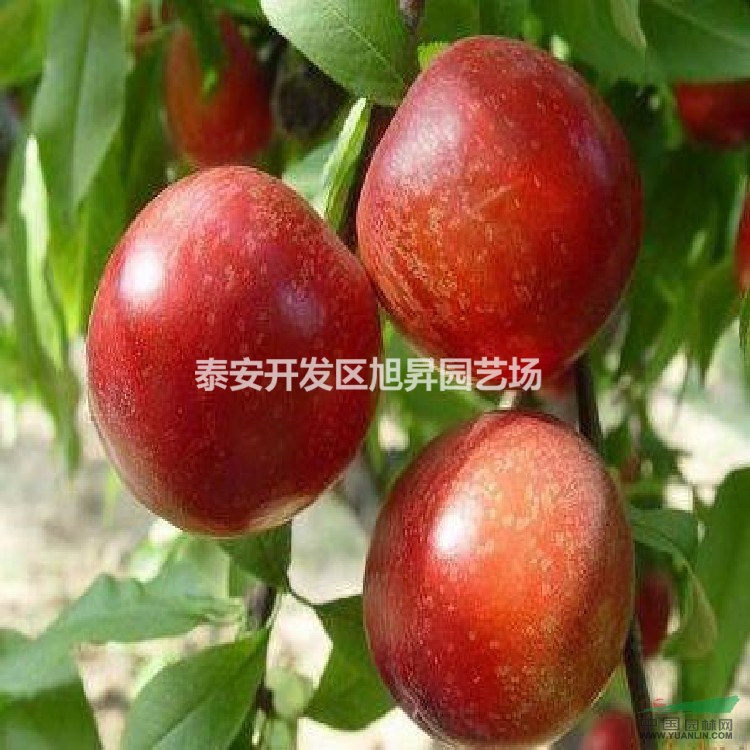 山東泰安常年供應(yīng)李子苗、水果苗