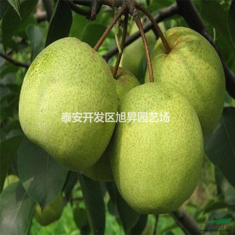 豐水梨樹苗基地價格