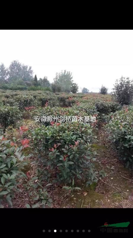 紅葉石楠 滁州紅葉石楠 紅葉石楠基地 紅葉石楠價(jià)格