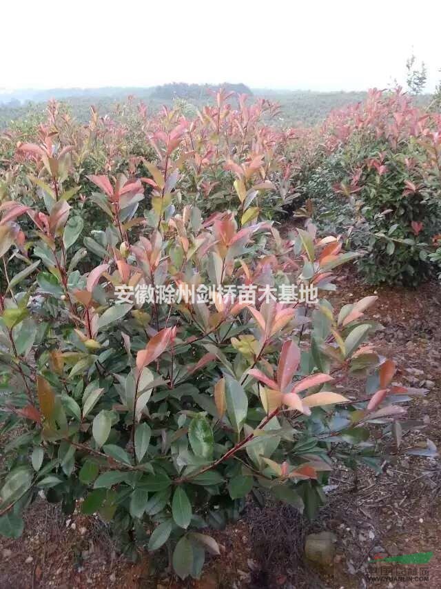 紅葉石楠 滁州紅葉石楠 紅葉石楠基地 紅葉石楠價(jià)格