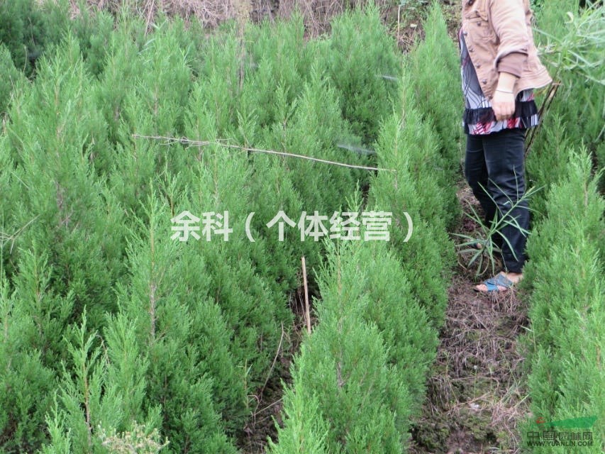 大量優(yōu)質(zhì)塔柏，蜀儈，儈柏在四川資中等你哦～～