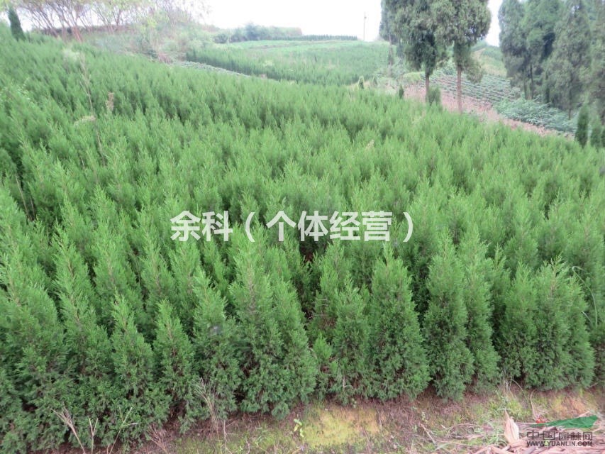 大量優(yōu)質(zhì)塔柏，蜀儈，儈柏在四川資中等你哦～～