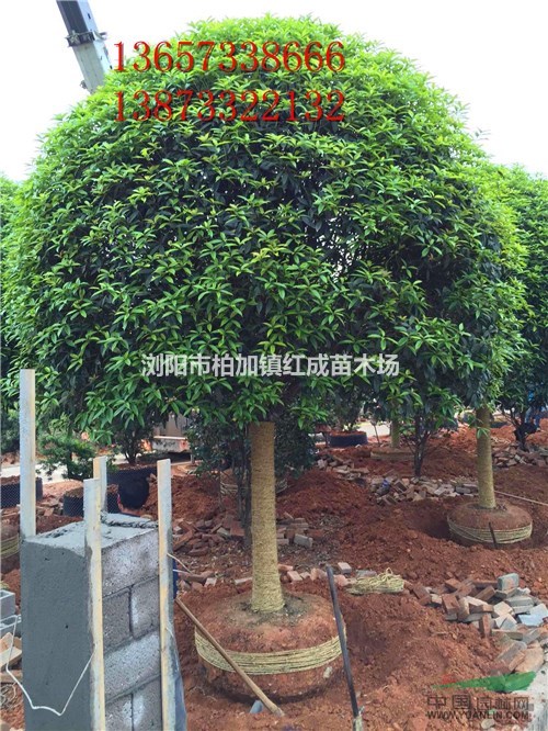 6公分桂花價格8公分桂花價格10公分桂花價格12公分桂花價格