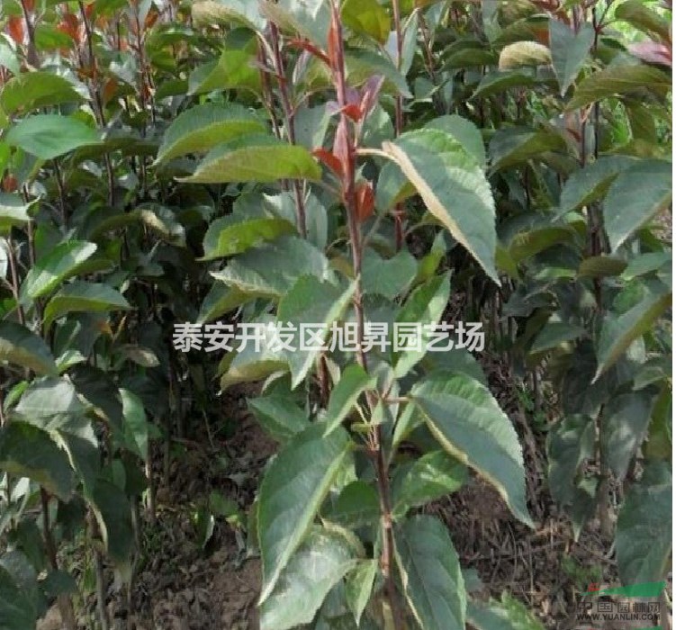 蘋果苗地下肥水管理