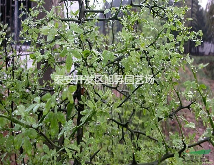 大枸橘苗基地