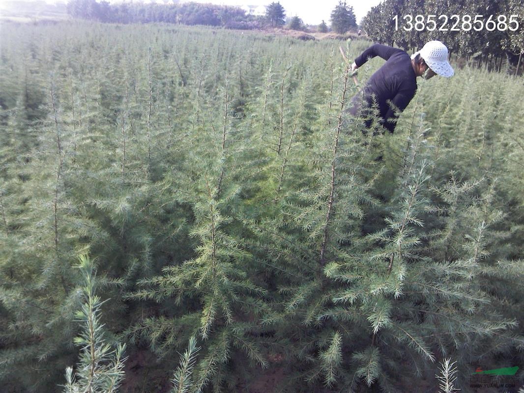 高度在1米左右雪松產地單價多少