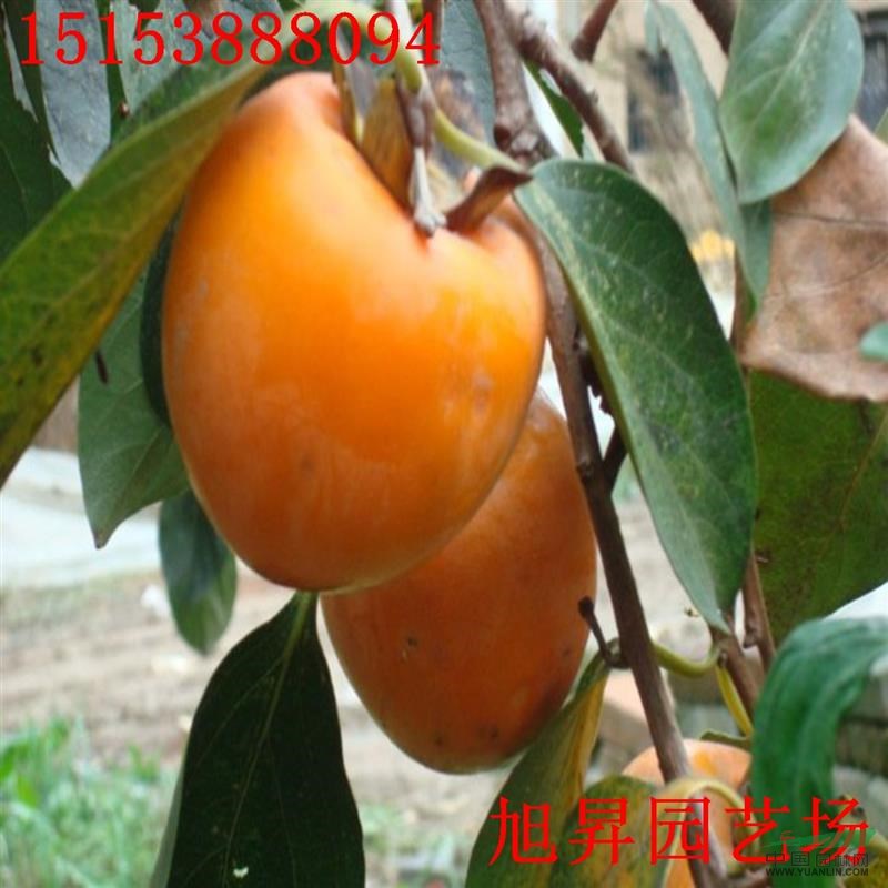 4公分合柿柿子苗價(jià)格