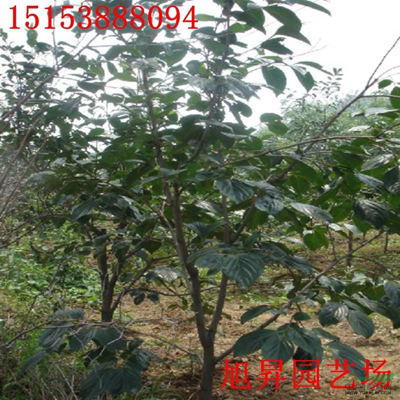 4公分合柿柿子苗價(jià)格