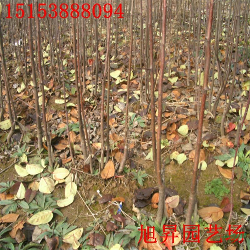 信濃紅藤木一號蘋果苗基地