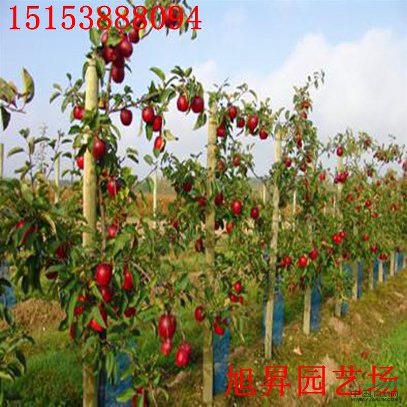 信濃紅藤木一號蘋果苗基地