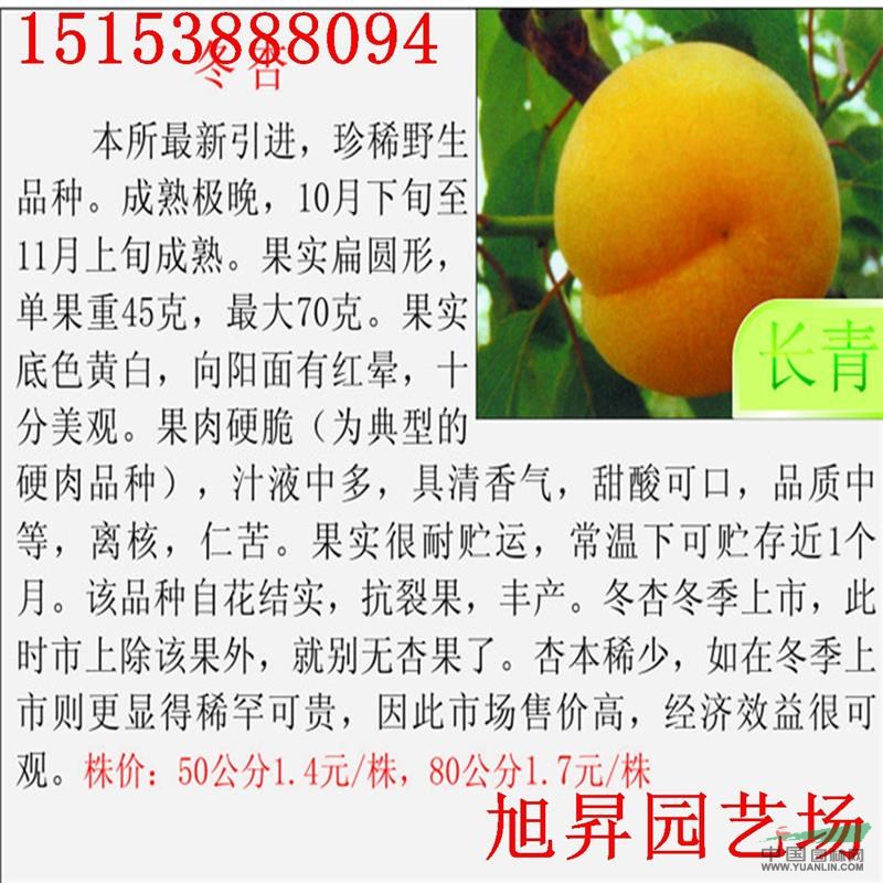 凱特杏樹苗基地