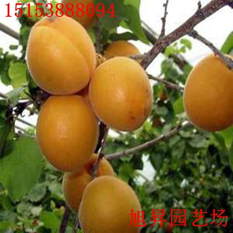 金太陽杏樹苗基地