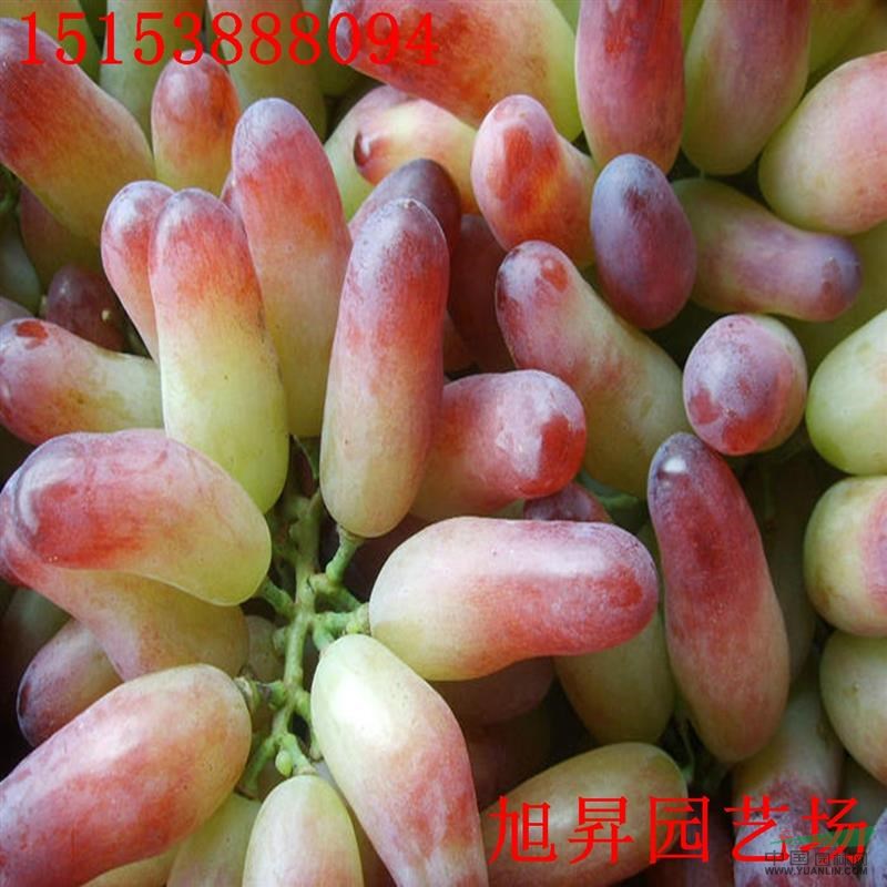 美國紅提葡萄苗基地