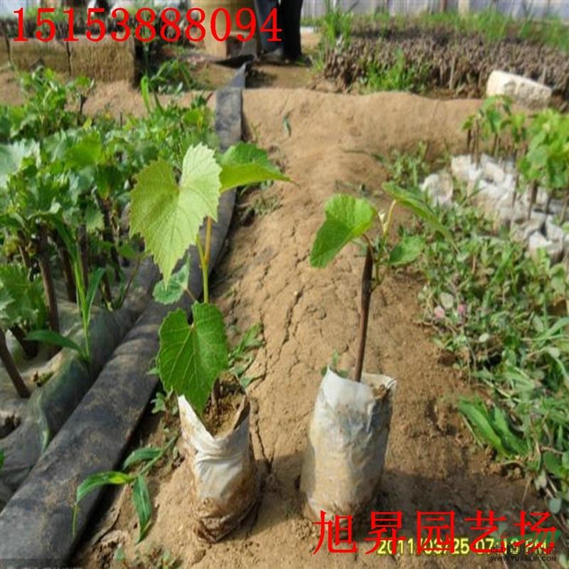 美國紅提葡萄苗基地