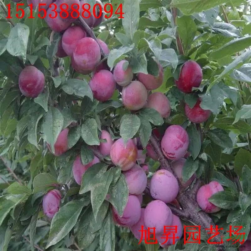 早美麗李子苗價(jià)格