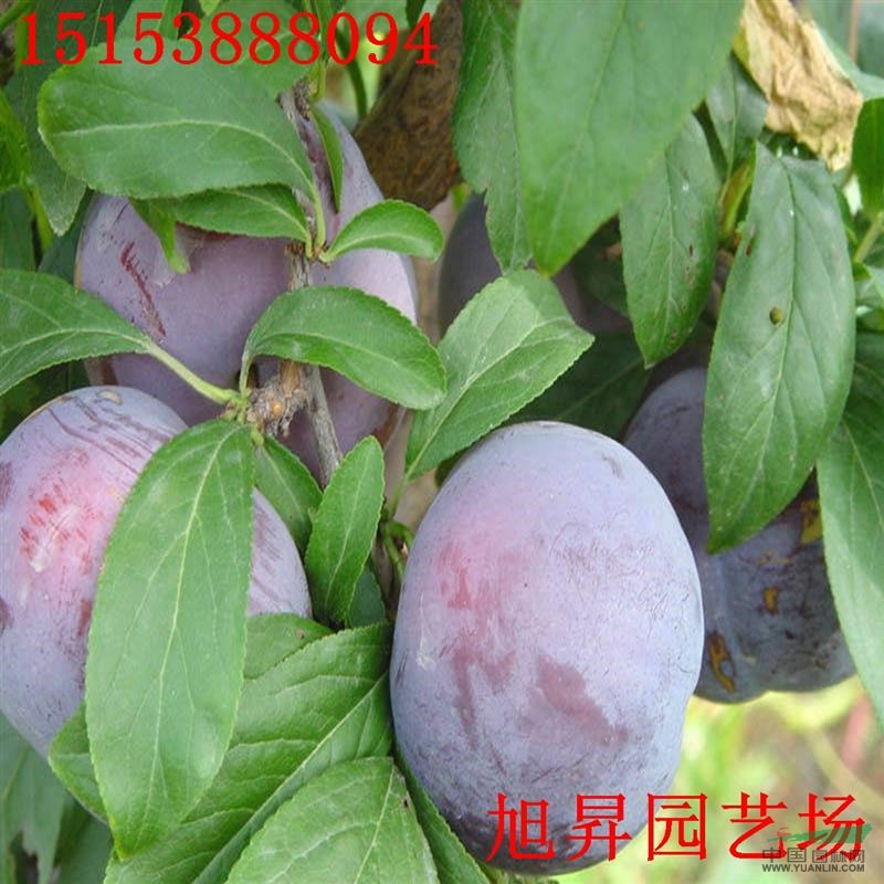 早美麗李子苗價(jià)格