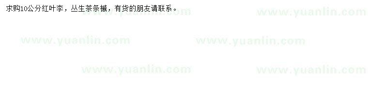 求購10公分紅葉李、叢生茶條槭