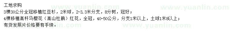 求購30公分紅豆杉、40-50公分馬櫻花