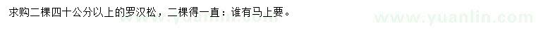 求購40公分以上羅漢松