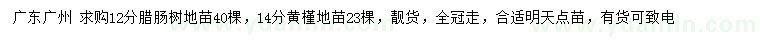 求購12公分臘腸樹地苗、14公分黃槿地苗