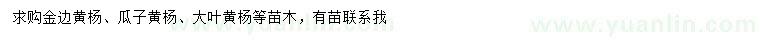 求購金邊黃楊、瓜子黃楊、大葉黃楊