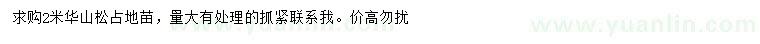求購2米華山松占地苗