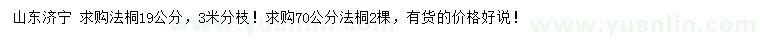 求購19、70公分法桐