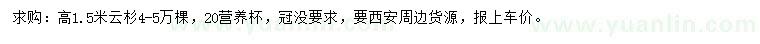 求購高1.5米云杉