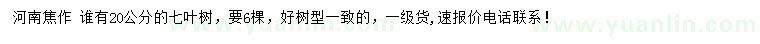 求購20公分七葉樹