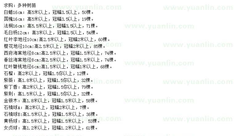 求購白蠟、國槐、法桐等