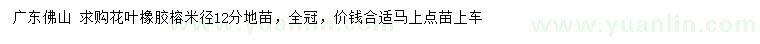 求購(gòu)米徑12公分花葉橡膠榕地苗
