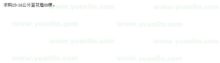 求購(gòu)15-16公分藍(lán)花楹