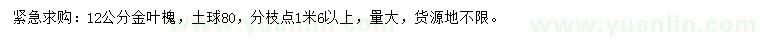 求購12公分金葉槐