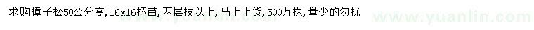 求購(gòu)高50公分樟子松