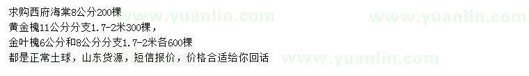 求購西府海棠、黃金槐、金葉槐