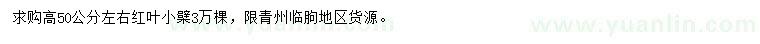 求購(gòu)高50公分左右紅葉小檗