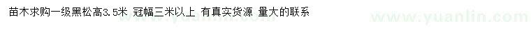 求購高3.5米黑松