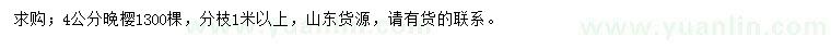 求購4公分晚櫻