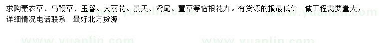 求購(gòu)薰衣草、馬鞭草、玉簪等