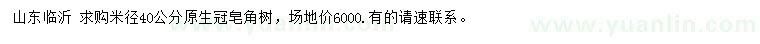 求購米徑40公分原生冠皂角
