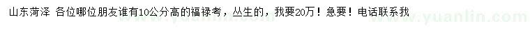 求購(gòu)高10公分福祿考
