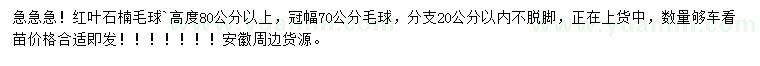 求購高80公分以上紅葉石楠毛球