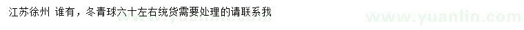 求購(gòu)60公分左右冬青球